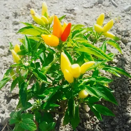 Hotel Restaurant Emblema Petrele