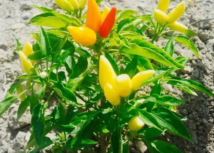 호텔 Restaurant Emblema Petrele